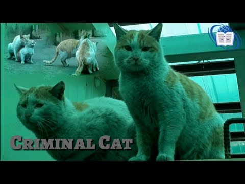 Criminal cat: Male cat make violence on small cat/ cat funny clip