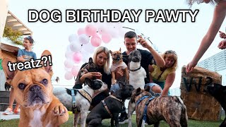 Dog’s Birthday Party / 20 Frenchies (EPIC, UNREAL)