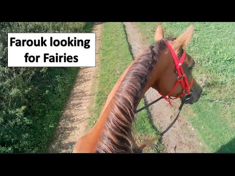 Beautiful cantering places for Farouk and a cool wood to walk through. What is he looking at?