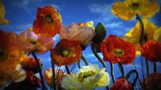 Sade - Siempre hay esperanza