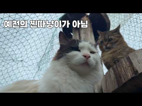 냥이들한테 맞고 살던 고양이, 산골 와서 한풀이 중.