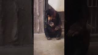 ごはんを食べてるマレーグマ #東山動物園 #animals