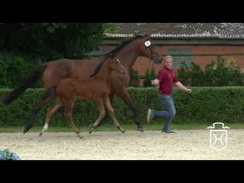 16 Hengstfohlen von For Pleasure - Casall - Clearway