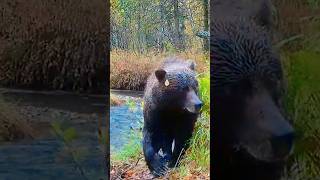 Three Prowling Grizzlies. They Usually Show Up on the Trail Cams During Dark🐻📸 @Moultrie.Products