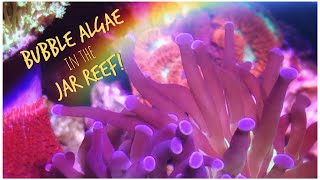 Bubble Algae Outbreak in the Jar Reef - August Update 2019