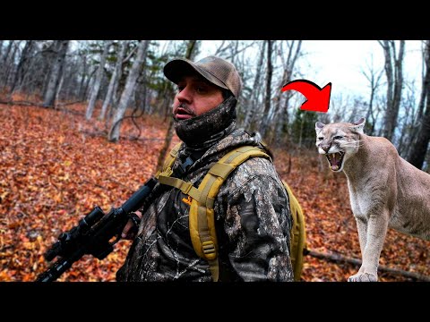 Caceria de VENADO 2024 con rifle (Me ATACO Un PUMA) Hubo DISPAROS!!