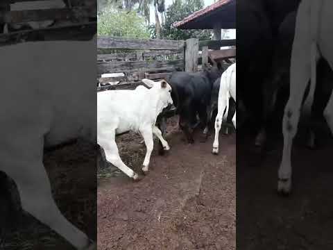 37 MACHO EXTRA VALOR R$ 3.400 DISPONÍVEIS PARA VENDA A 30 KM DE ITAJÁ GOIÁS.