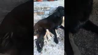 una-mamma-straordinaria-e-generosa