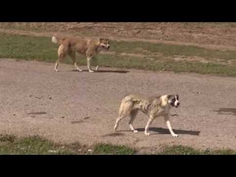 Tajik sagi dahmarda real working dogs.