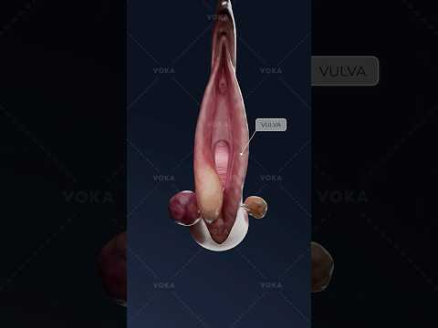 What turns a Bartholin cyst into a painful abscess? Study gynecology in 3D with VOKA