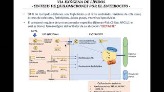 Dislipemias (Parte 2)