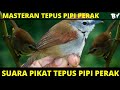 SUARA PIKAT BURUNG TEPUS PIPI PERAK MASTERAN TEPUS PIPI PERAK