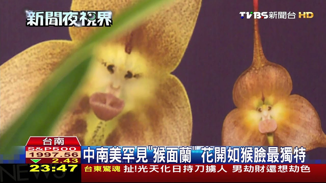國際蘭展台南登場　罕見「猴面蘭」吸睛