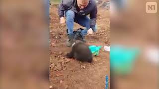 Двое рабочих встретили медвежонка