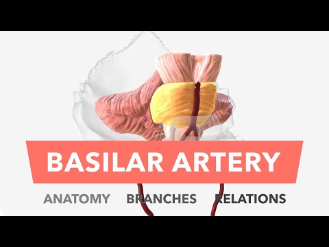 Basilar Artery - Anatomy, Branches & Relations