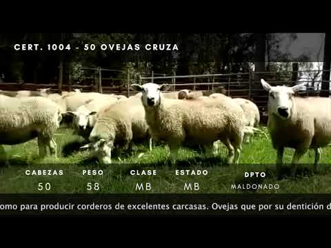 Lote 50 Ovejas TEXEL Y CRUZA 58kg -  en Ruta 39 km 28,5, A 8.5 km de intersección ruta 39 y 9, a 11 km de San Carlos