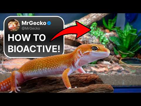 Bioactive Leopard Gecko
