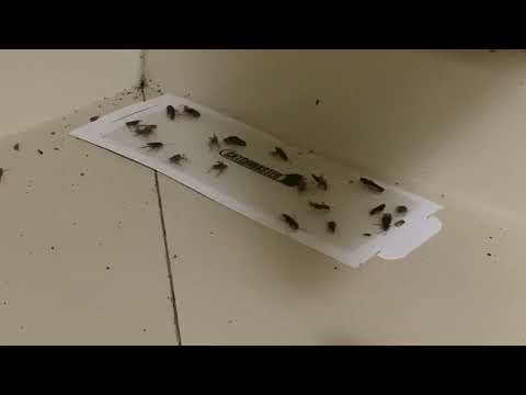 Cockroaches Thriving in the Kitchen in Fair Haven, NJ