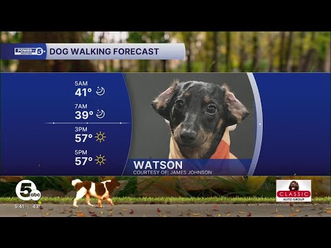 Follow Watson's lead and grab the doggie sweaters for walks this morning! - YouTube