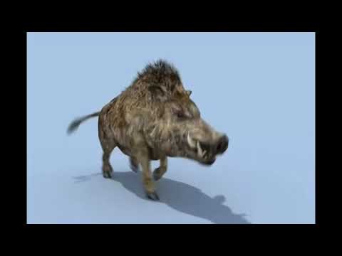 bee gees boar