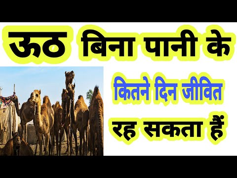 Amazing Facts About Camel 🐫 || ऊठ के बारे में नही पता होगा आपको || Buneknowledge #shorts