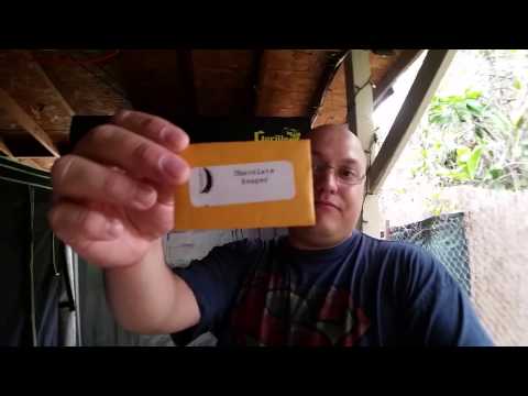 Super Hot Pepper (NEW) Variety - Introduction!