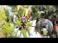TODDY Palm Juice Tapping Young Man Climbe A Palm Tree Palmyra Toddy Wine Village Food Cooking