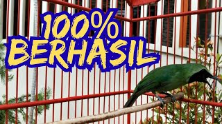 Download lagu 100% BERHASIL! Pancingan cucak ijo MACET bunyi jadi ikut GACOR dan JAMTROK mp3 Download lagu 100% BERHASIL! Pancingan cucak ijo MACET bunyi jadi ikut GACOR dan JAMTROK mp3