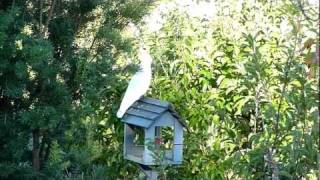 preview picture of video 'Visiting Sulphur-Crested Cockatoo'