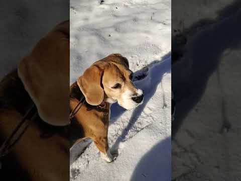 A Snowy ❄️ Day In Tenhult ☃️