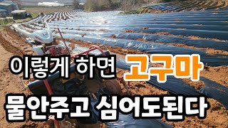 이렇게 하면 고구마 물안주고 심어도 잘살아요