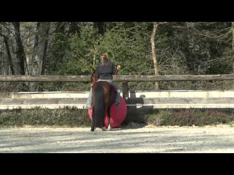 elvira level 3 freestyle