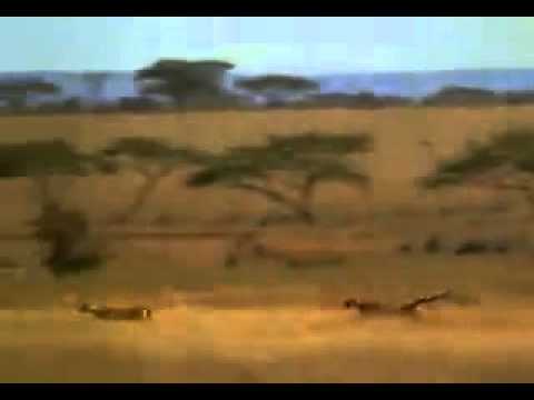 Antelope vs Cheetah