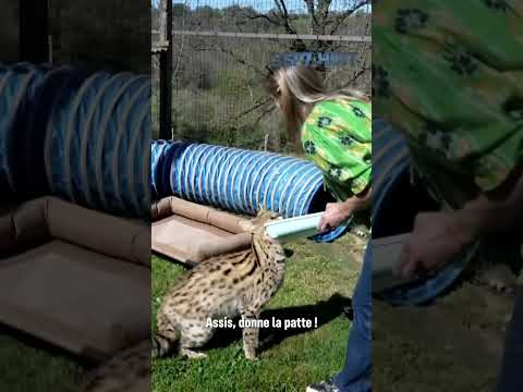 Elle possède un serval chez elle