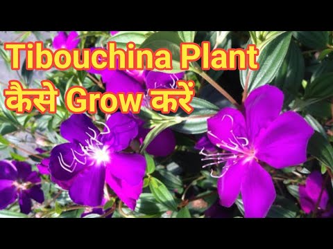 How to grow Tibouchina flower plant / Begam bahar flower plant care / Tibouchina