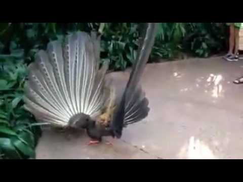 Cansu33421’s Video 144584120484 DYEI7kwSPDM