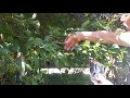 Propagating cuttings on a Mock Orange tree (Part 1) || The gardener's guide episode 1