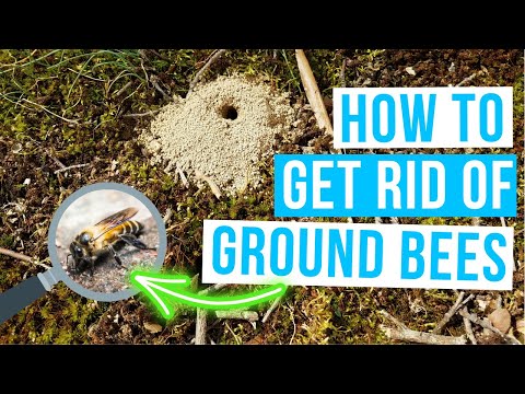 How to GET RID OF GROUND BEES in lawn or garden