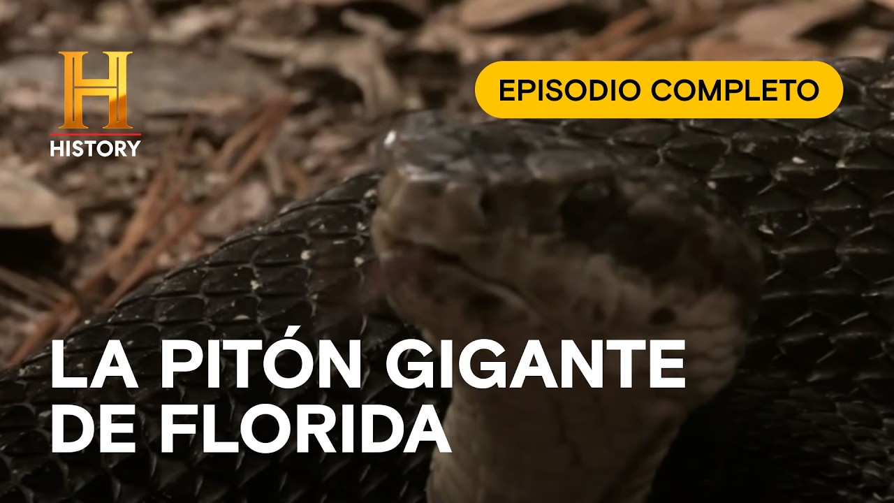 SERPIENTES PITÓN: Amenaza mortal y rastrera en Florida - Monsterquest - Episodio Completo