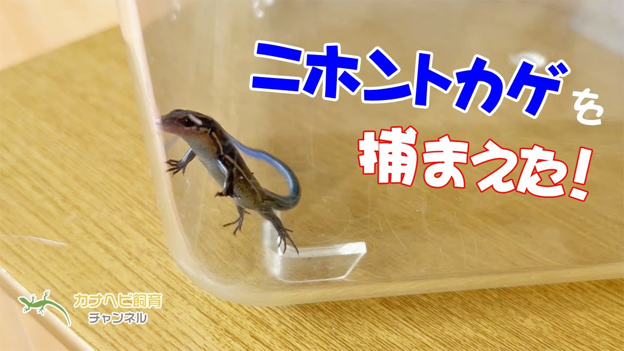 ニホントカゲを捕まえました！
