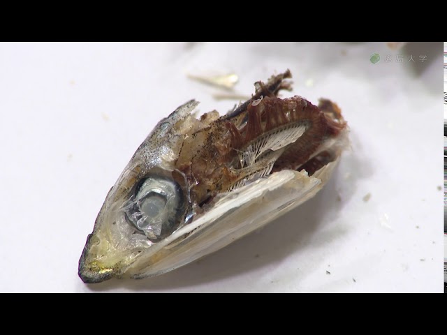 image-ニボシの解剖で脊椎動物の体のつくりを学ぶ