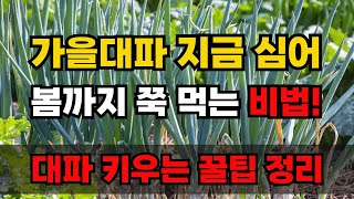 대파 지금 이렇게 심으세요! 봄까지 계속 수확합니다. 대파 심는시기 재배방법