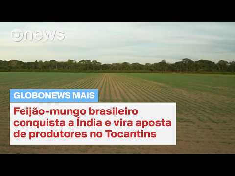 Feijão-mungo brasileiro conquista a Índia e vira aposta de produtores no Tocantins
