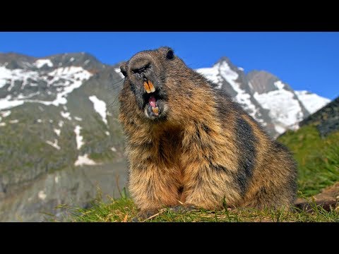 Austrian wildlife ~ Alpine Marmots & Ibex at the Grossglockner