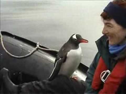 企鵝 逃避殺人鯨 竟跳上船