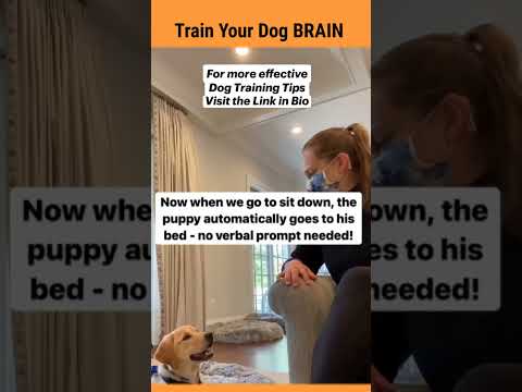 Train Your Dog🐶 How And Where To Sit? | Dog Training Tips | Cute Dogs Videos | Pets #shorts