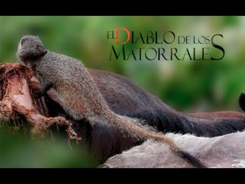El Diablo De Los Matorrales (Documental Completo) - Bitis Documentales