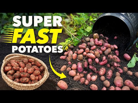 The Clever Way Smart Gardeners Grow Potatoes (In Record Time)