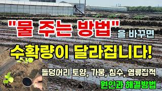 농사 아무것도하지 마세요 이 한가지만하면 부자농부 물 주는방법 단단해지는 토양 가뭄 침수 염류집적 원인과 해…