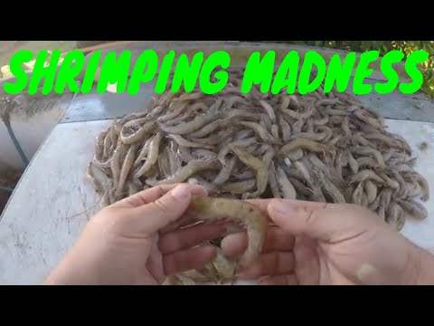 download lagu mp3 mp4 Shrimp Dip Net, download lagu Shrimp Dip Net gratis, unduh video klip Shrimp Dip Net